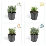 Product afbeelding 4