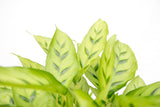 Product afbeelding 5