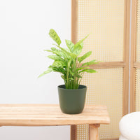 Calathea Leopardina - 35 cm