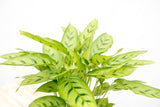 Product afbeelding 4