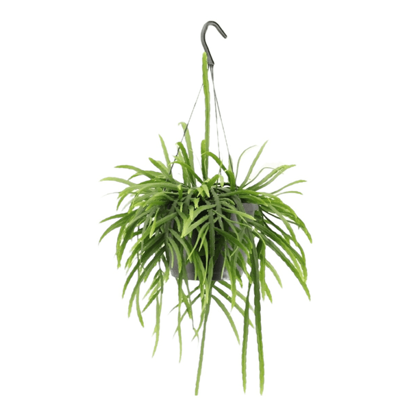 Lepismium Bolivianum hangplant - 25 cm