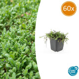 Product afbeelding 10