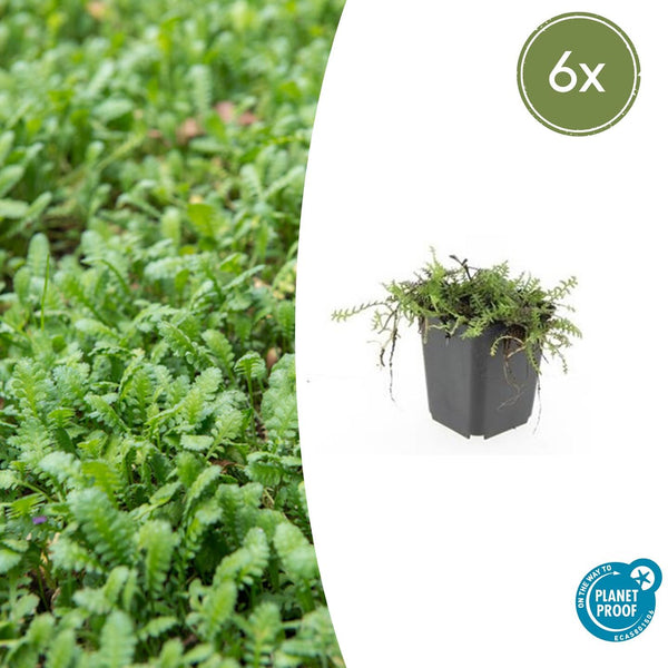 Leptinella Squalida - 20cm kopen bij Green Bubble