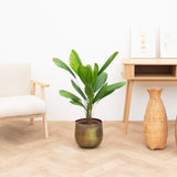 Product afbeelding 1