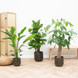 Product afbeelding 2