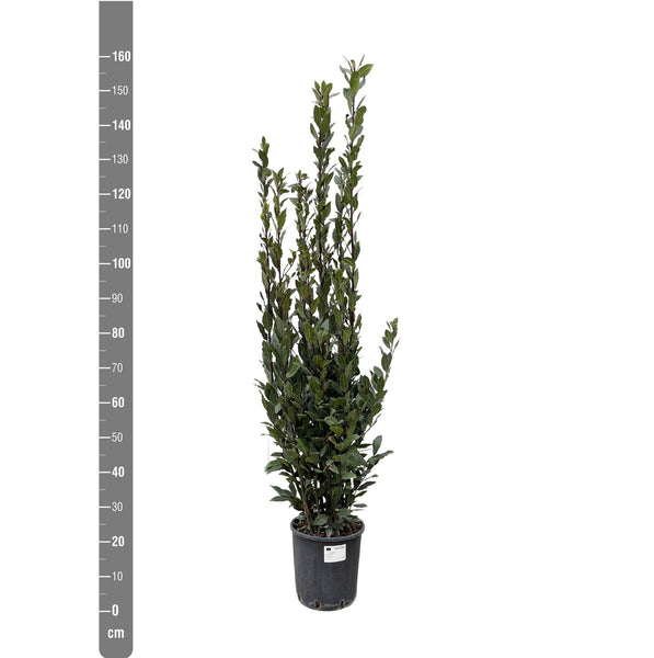 Laurus Nobilis bush - 180 cm