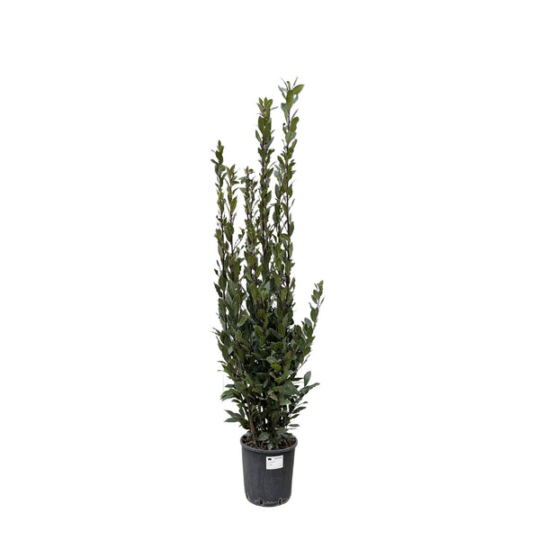 Laurus Nobilis bush - 180 cm