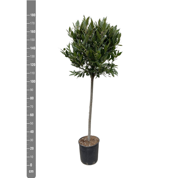 Laurus Nobilis stem - 210 cm