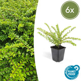 Product afbeelding 10