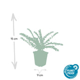 Product afbeelding 3