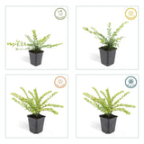 Product afbeelding 4