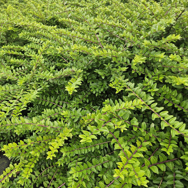 Lonicera 'Maigrün' - 20cm