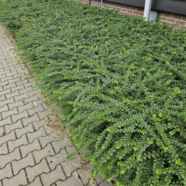Lonicera 'Maigrün' - 20cm