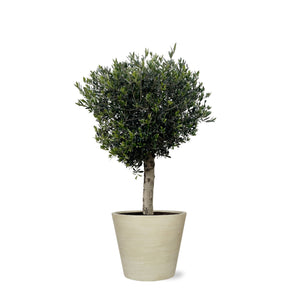 Combi deal - Olea Lorc inclusief Bucket - 210 cm