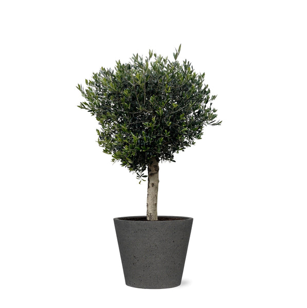 Combi deal - Olea Lorc inclusief Bucket - 210 cm