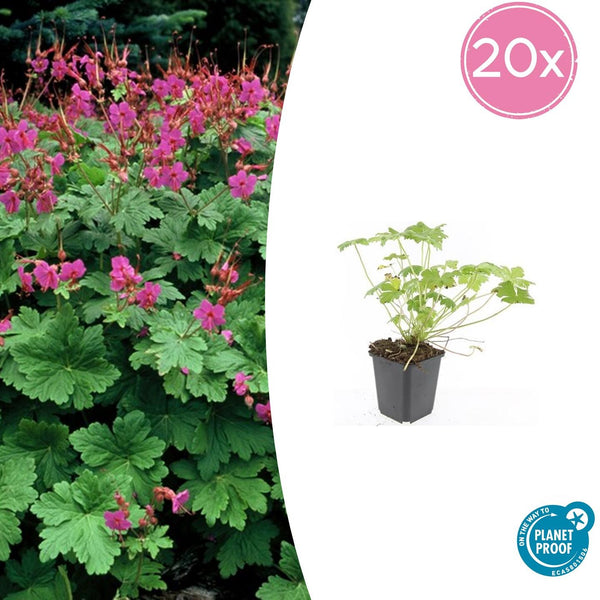 Geranium macrorrhizum 'Czakor' - 20cm