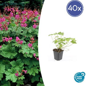 Geranium macrorrhizum 'Czakor' - 20cm