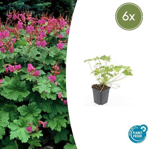 Geranium macrorrhizum 'Czakor' - 20cm kopen bij Green Bubble