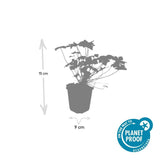 Product afbeelding 3