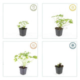 Product afbeelding 4