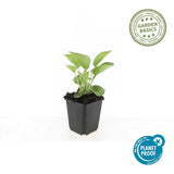 Product afbeelding 3