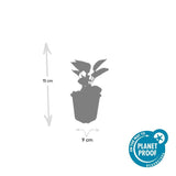 Product afbeelding 5
