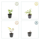 Product afbeelding 6