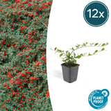 Product afbeelding 11