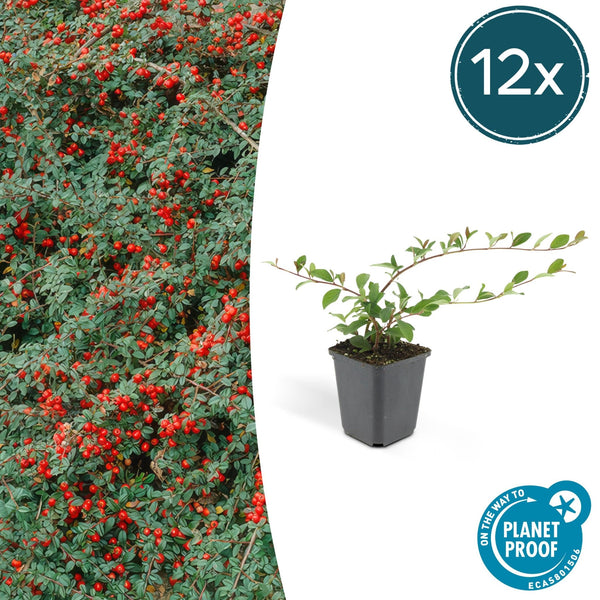 Cotoneaster Dammeri 'Major' - 25cm