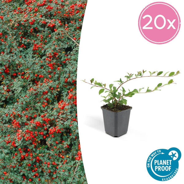Cotoneaster Dammeri 'Major' - 25cm