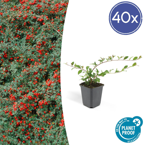 Cotoneaster Dammeri 'Major' - 25cm