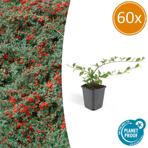Cotoneaster Dammeri 'Major' - 25cm