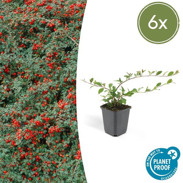 Cotoneaster Dammeri 'Major' - 25cm