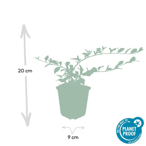 Cotoneaster Dammeri 'Major' - 25cm