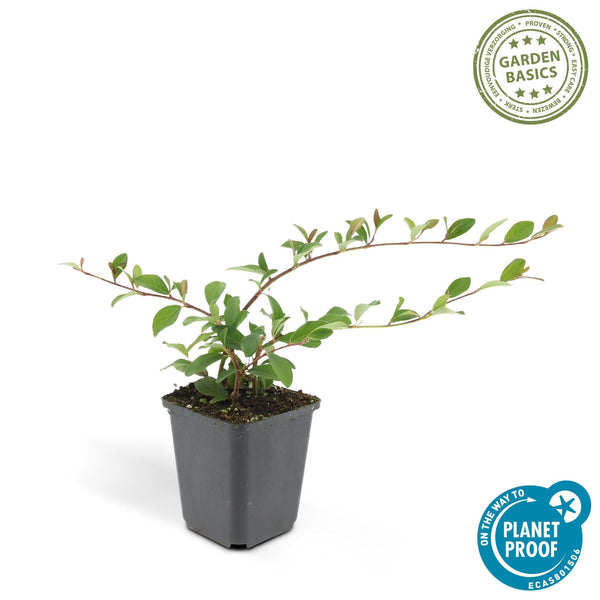 Cotoneaster Dammeri 'Major' - 25cm