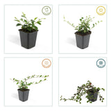 Product afbeelding 4