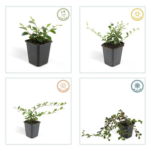 Cotoneaster Dammeri 'Major' - 25cm