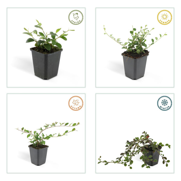 Cotoneaster Dammeri 'Major' - 25cm