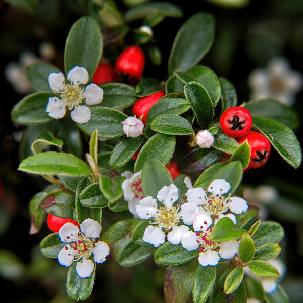 Cotoneaster Dammeri 'Major' - 25cm