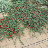 Product afbeelding 6