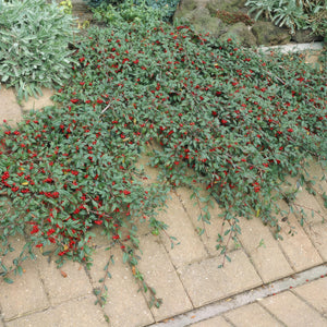 Cotoneaster Dammeri 'Major' - 25cm
