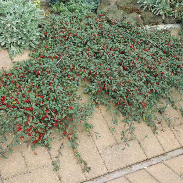 Cotoneaster Dammeri 'Major' - 25cm