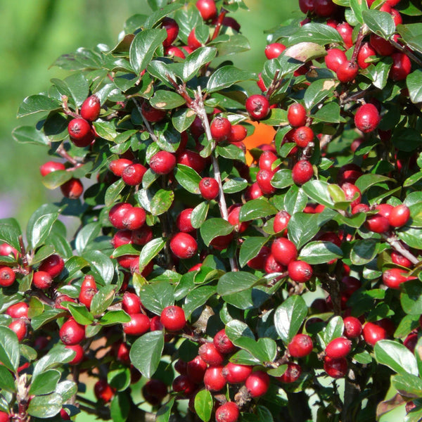 Cotoneaster Dammeri 'Major' - 25cm