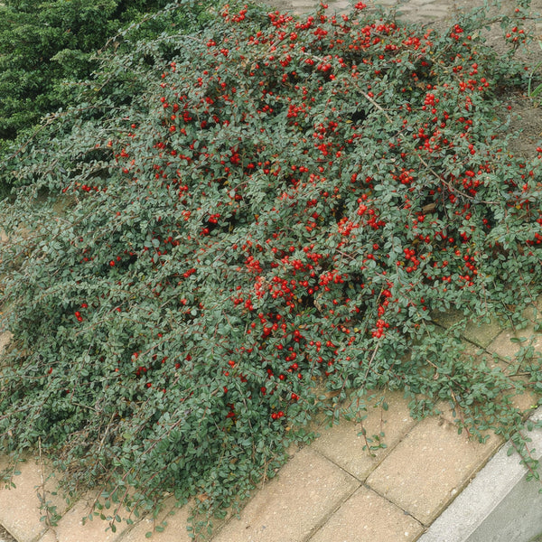 Cotoneaster Dammeri 'Major' - 25cm