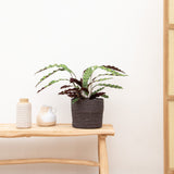 Product afbeelding 3