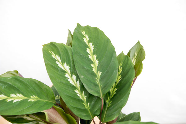 Calathea Maui Queen - 35cm