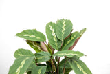 Product afbeelding 4