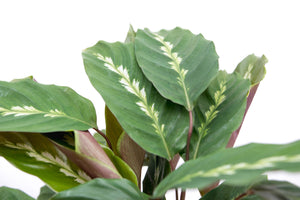 Calathea Maui Queen - 35cm