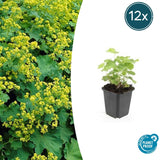 Product afbeelding 6