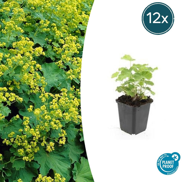 Alchemilla Mollis - 20cm